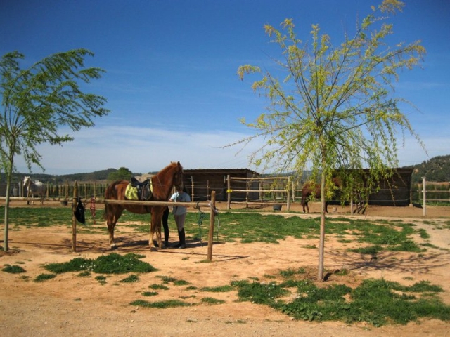 Caballos en la finca